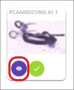 Eye Icon